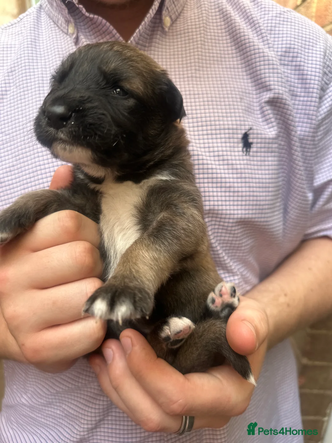 Mixed Breed dogs for sale: Lurcher puppies saluki x German shepherd  - Advert 2