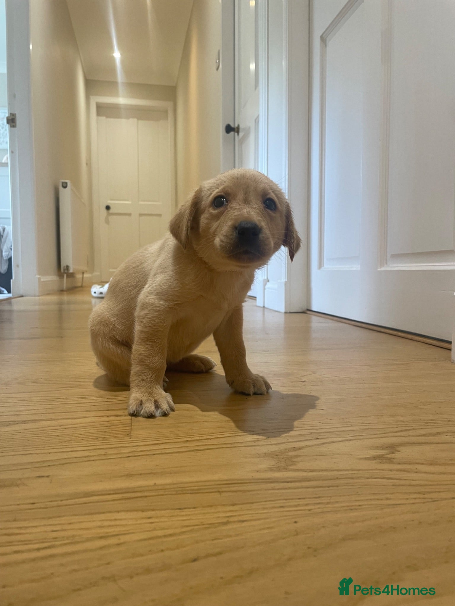 Labrador Retriever dogs 🐾Dog Labrador Pups  - Advert 15