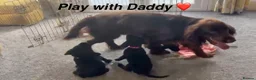 Cockerdor dogs for sale: Cockerdor Labrador Cocker spaniel puppies puppy  in Blackburn - Advert 15