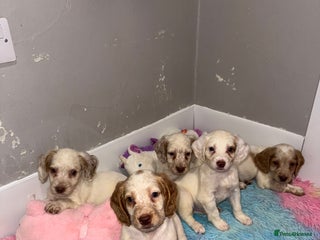 Cocker Spaniel dogs - Advert 5