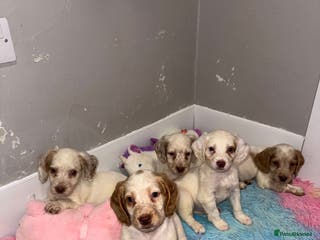 Cocker Spaniel dogs Cocker spaniel puppies - Advert 8