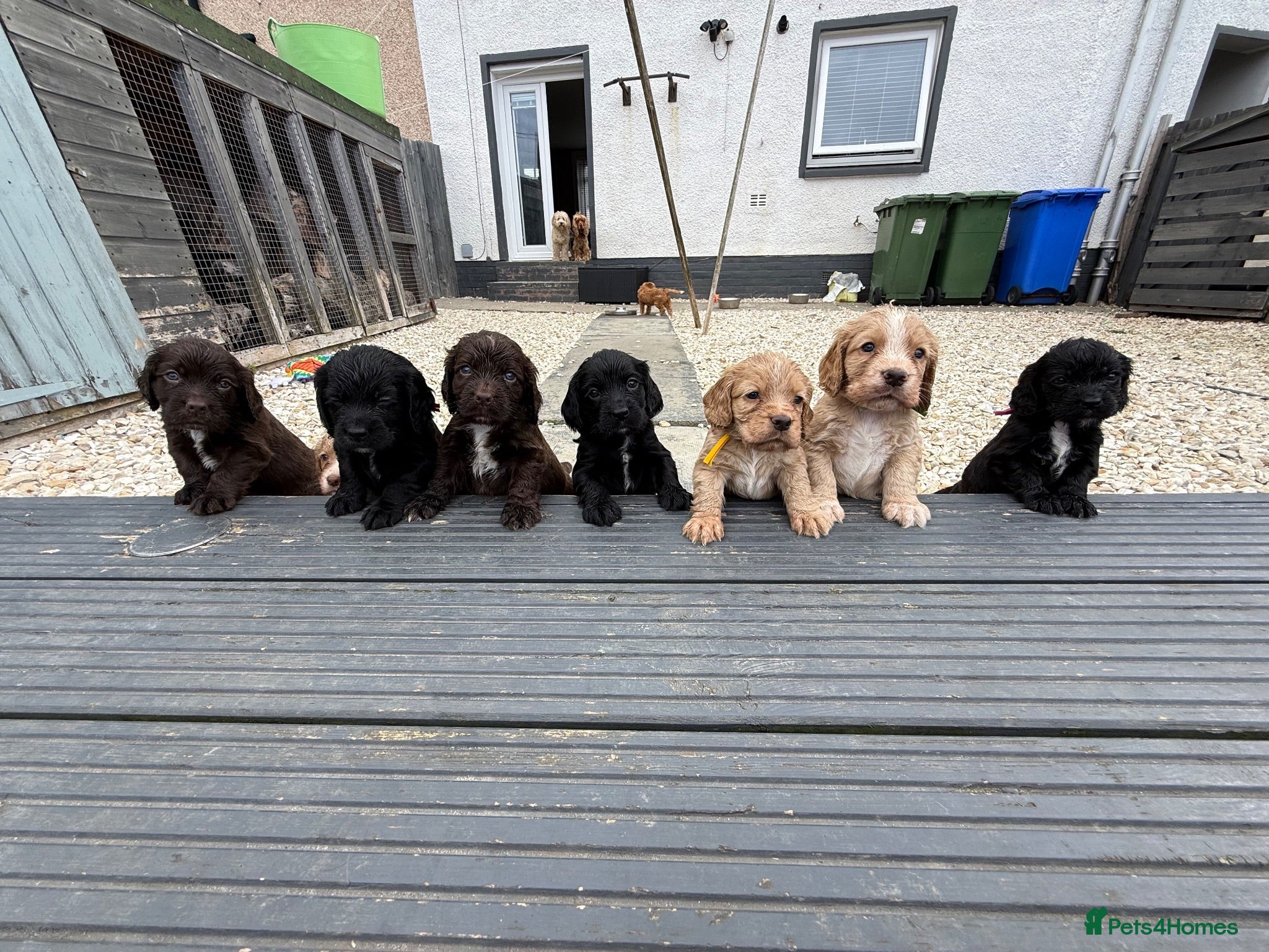 Cocker Spaniel dogs Cocker spaniels  - Advert 2