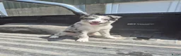 Border Collie dogs for sale: Border collie - Advert 4