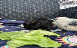 Guinea Pig rodents for sale: 4 lovely bonded boys Avalible 🩵 - Image 6
