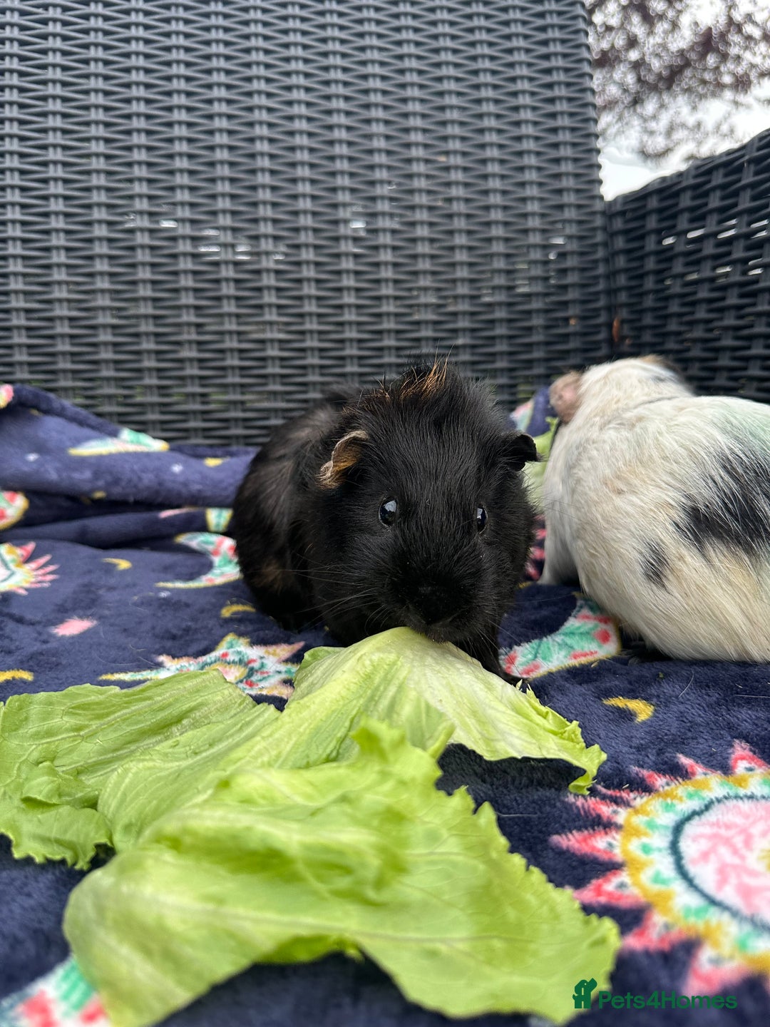 Guinea Pig rodents for sale: 4 lovely bonded boys Avalible 🩵 - Image 6
