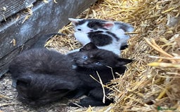 British Shorthair cats for sale: Farm kittens looking for a forever home - Image 3