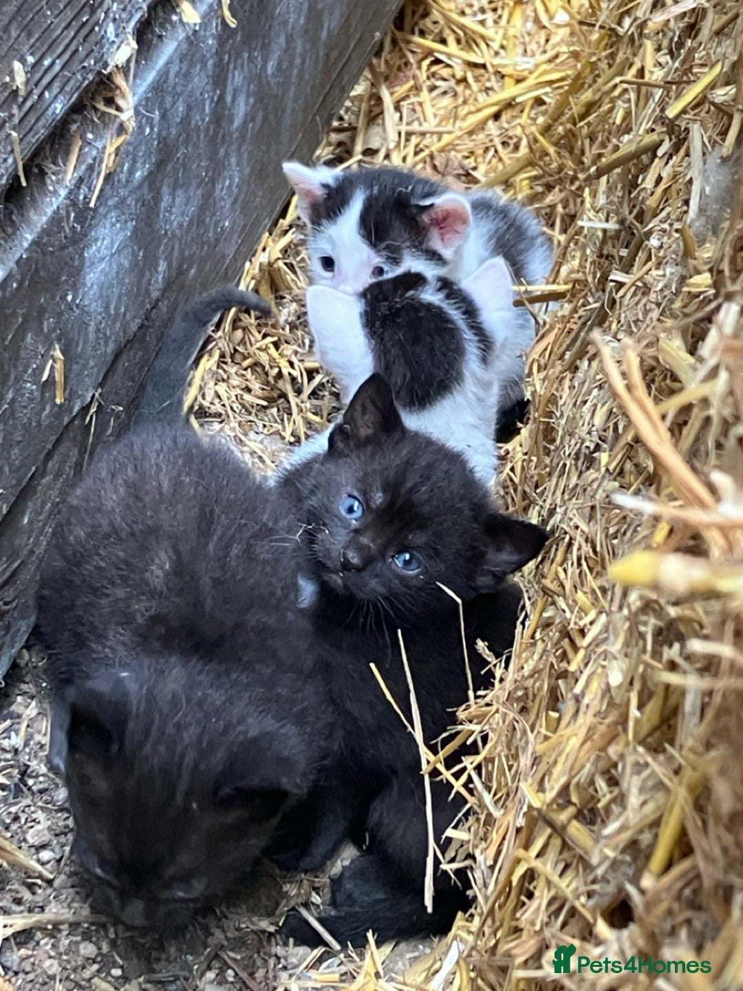 British Shorthair cats for sale: Farm kittens looking for a forever home - Image 3