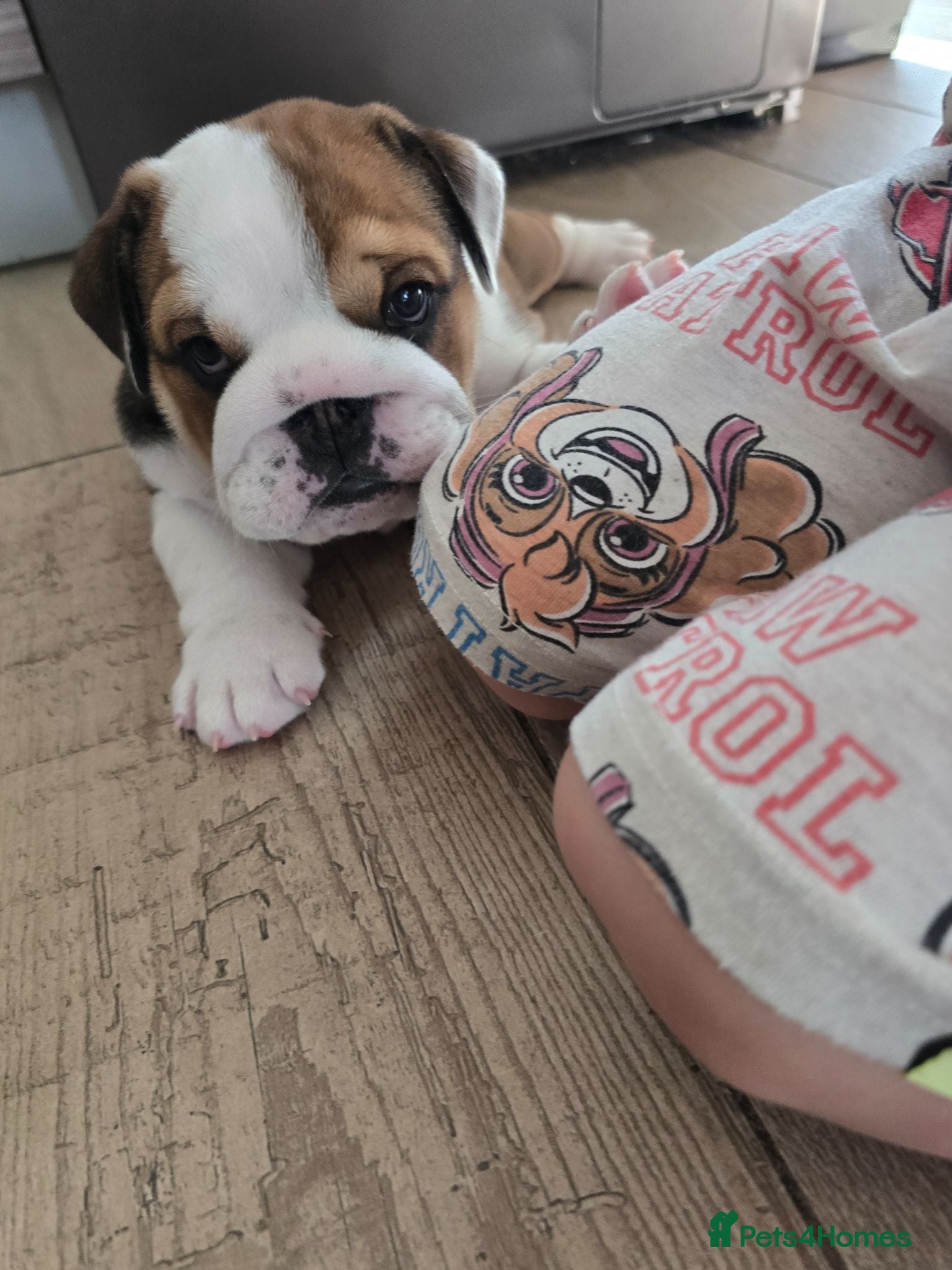English Bulldog dogs 🐾 Beautiful KC Reg English Bulldog Puppies 🐶 - Advert 2