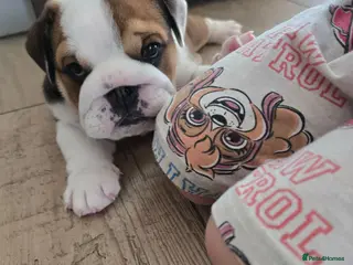 English Bulldog dogs 🐾 Beautiful KC Reg English Bulldog Puppies 🐶 - Advert 2
