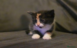 Mixed Breed cats for sale: Last girl left  - Image 13