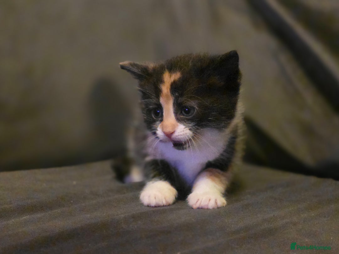 Mixed Breed cats for sale: Last girl left  - Image 13