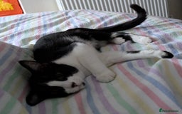 British Shorthair cats for sale: Bonny Boy - Image 2