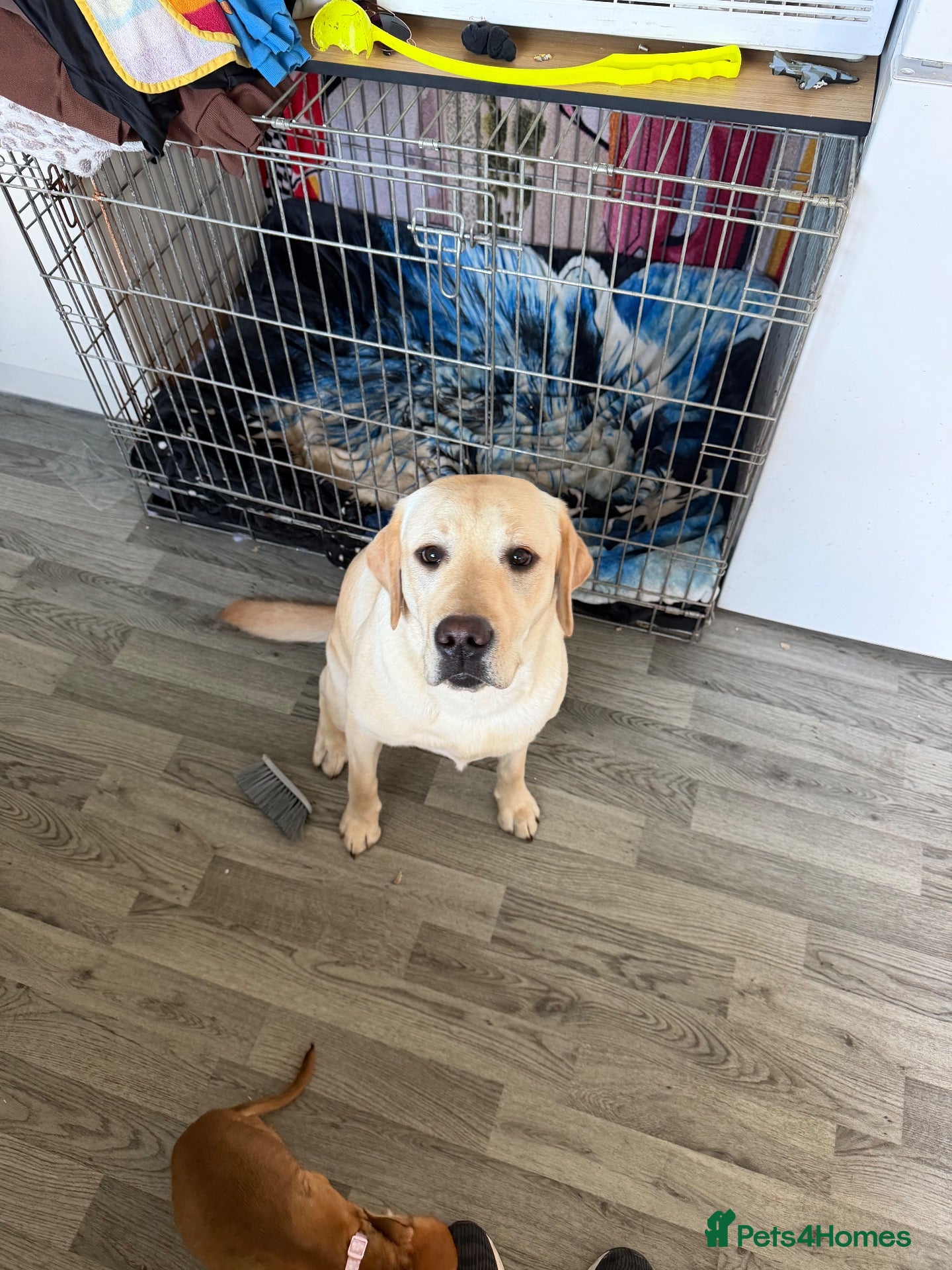 Labrador Retriever dogs 15 month old female Labrador  - Advert 1