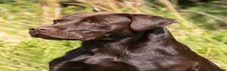 Labrador Retriever dogs for sale: Exceptional KC Reg Chocolate Labrador Puppies  - Advert 19