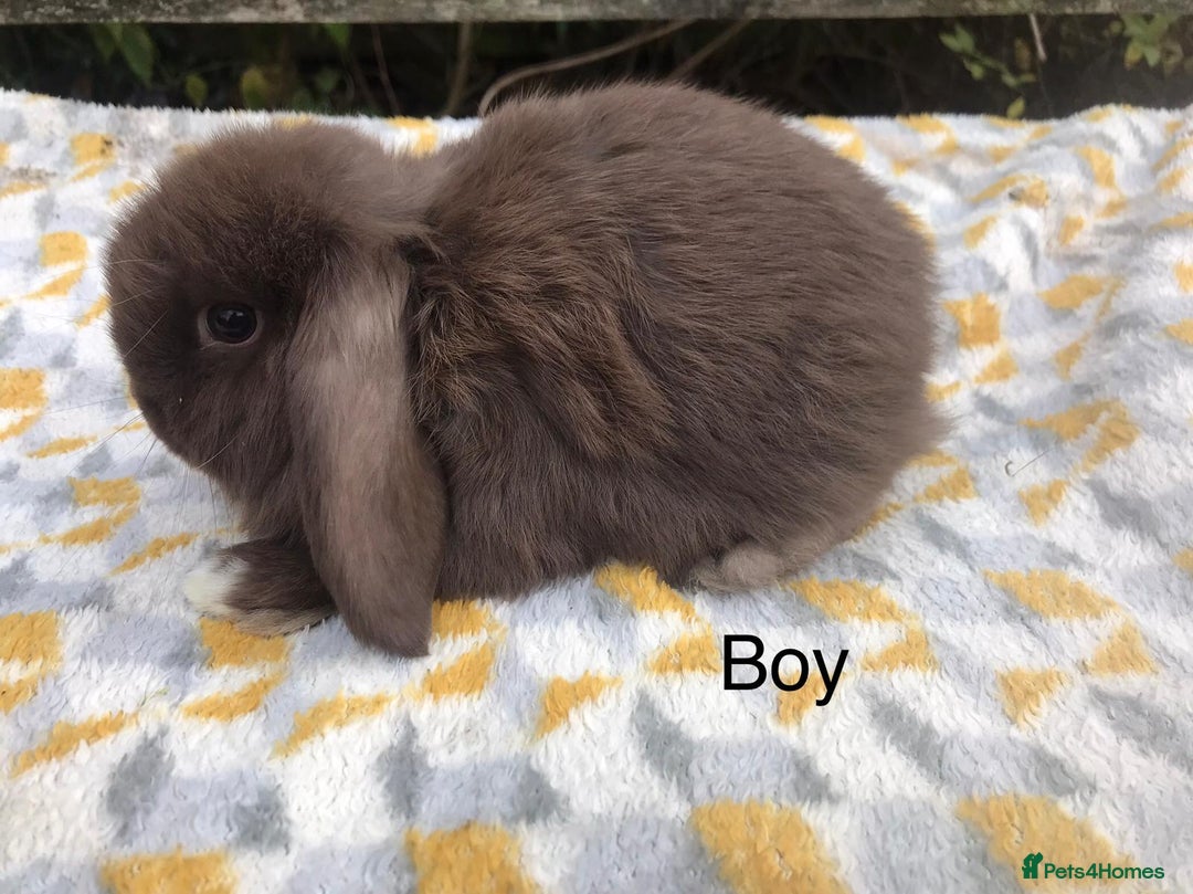 Mini Lop rabbits for sale: Beautiful mini lop bucks for sale  - Advert 8