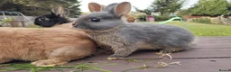 Netherland Dwarf rabbits for sale: Netherland dwarf 8wk, £50 each (CLEARANCE)  - Advert 6