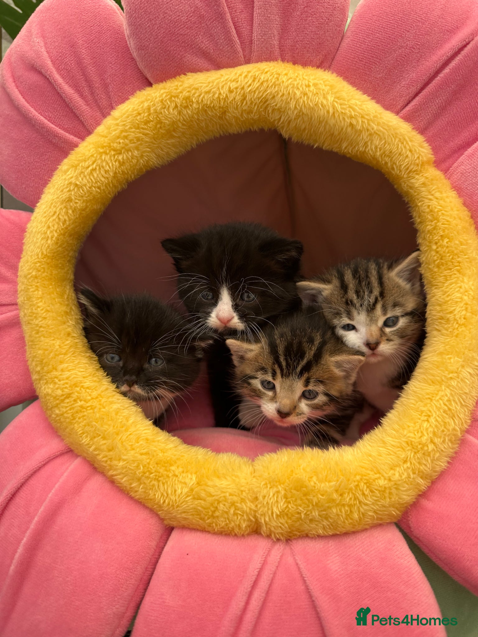 Mixed Breed cats Kittens for sale - ready 10th May  - Advert 5