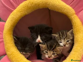 Mixed Breed cats Kittens for sale - ready 10th May - Advert 5