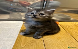 Maine Coon cats for sale: 🐾 Proven TICA  Maine Coon Queen – Black Smoke 🐾 - Image 15