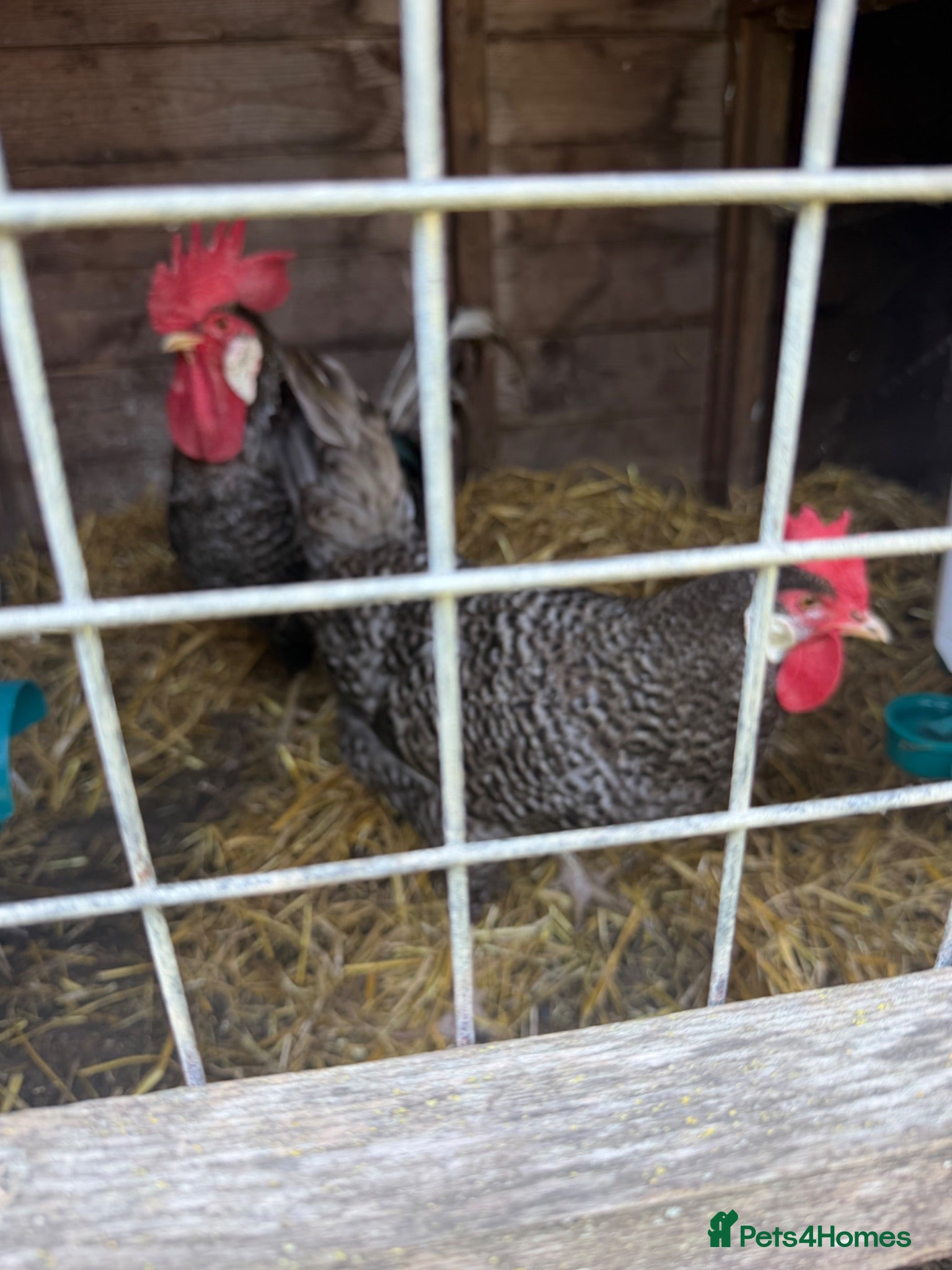 Chickens poultry Breeding groups of chickens - Advert 1