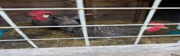 Chickens poultry for sale: Breeding groups of chickens - Advert 1