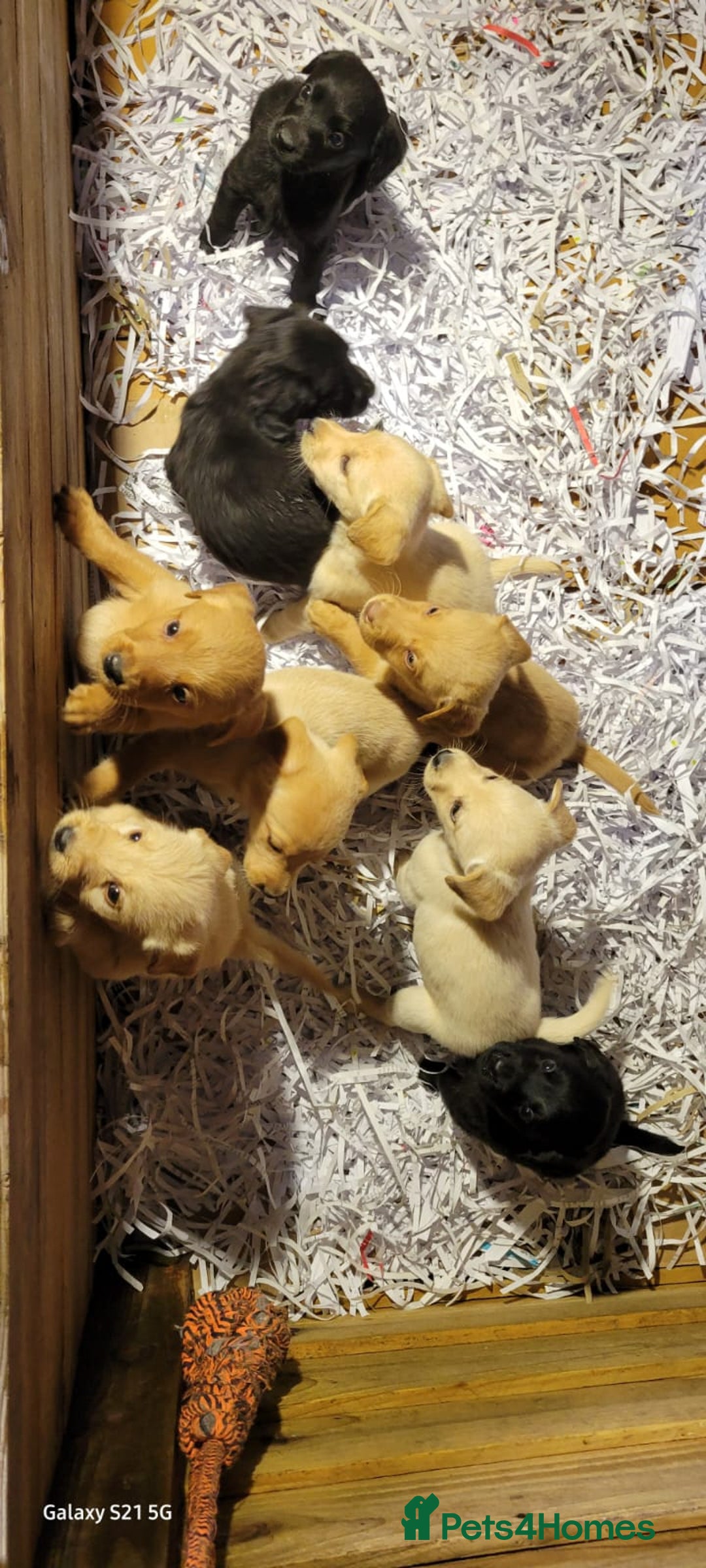 Labradoodle dogs for sale: F1b labradoodle,  back cross to a labrador - Image 12