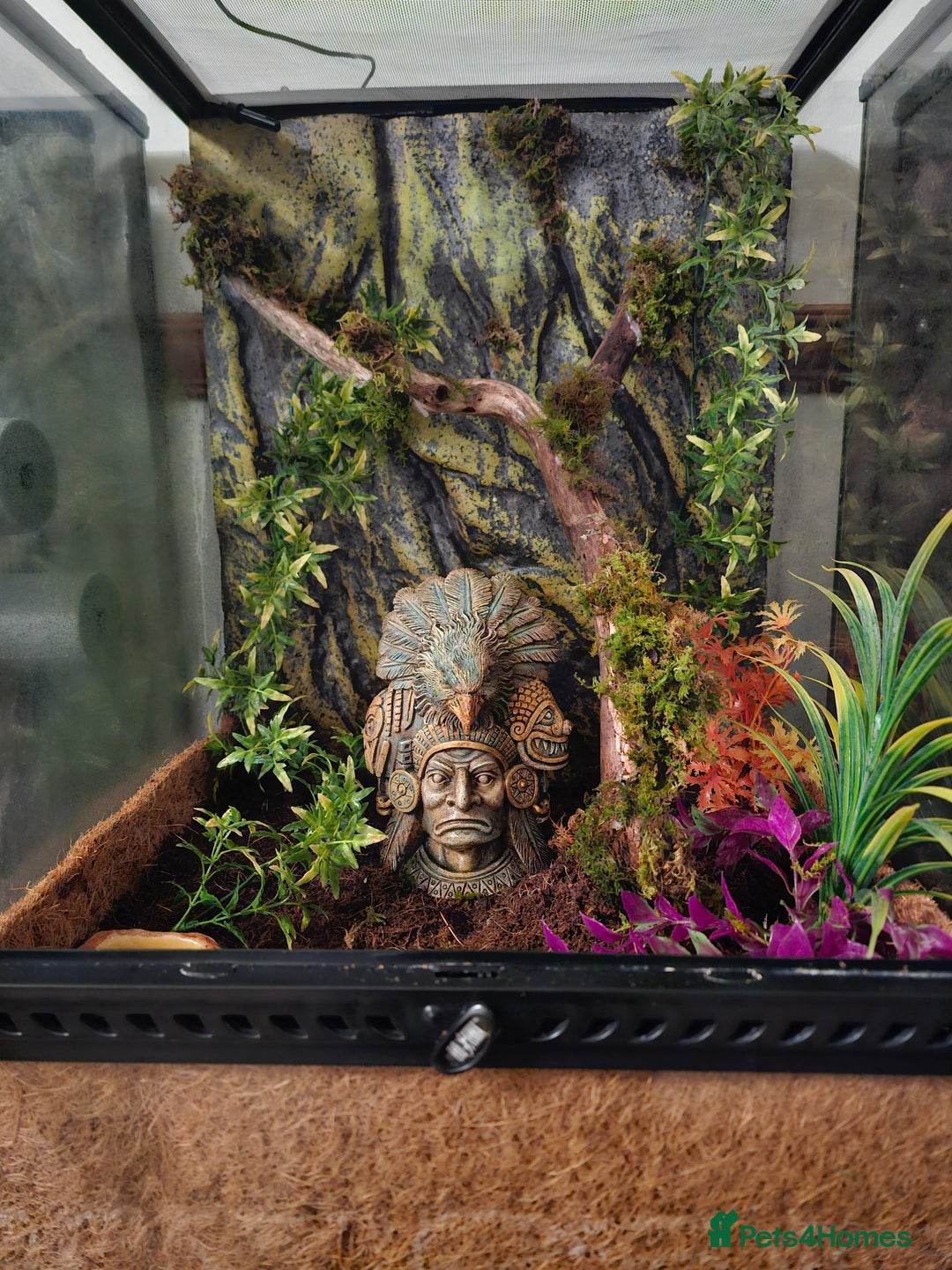 Gecko reptiles for sale: Lilly white crested gecko and viv - Advert 10