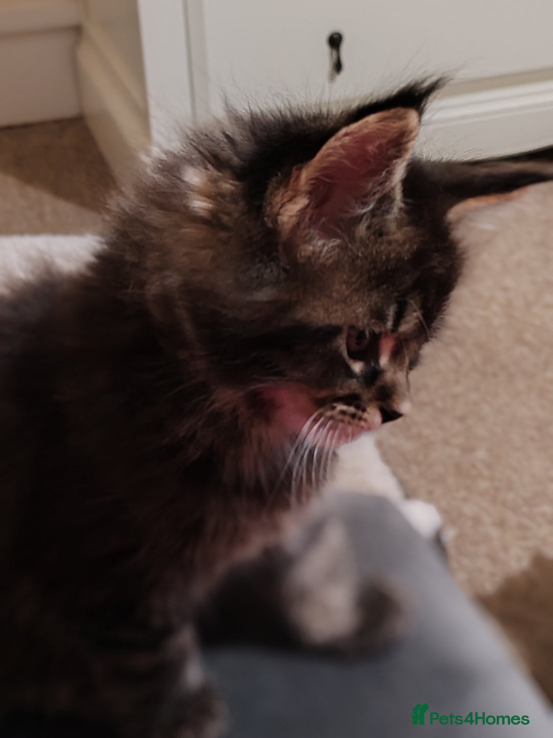 Maine Coon cats for sale: Vilma V.  - Advert 4