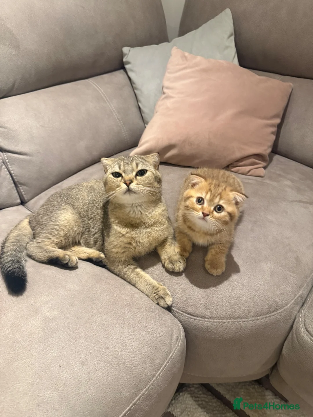 Scottish Fold cats for sale: Adorable British shorthair kittens rare  in London - Advert 1