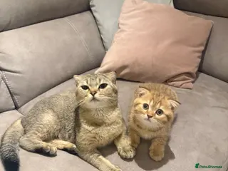 Scottish Fold cats Adorable British shorthair kittens rare - Advert 1