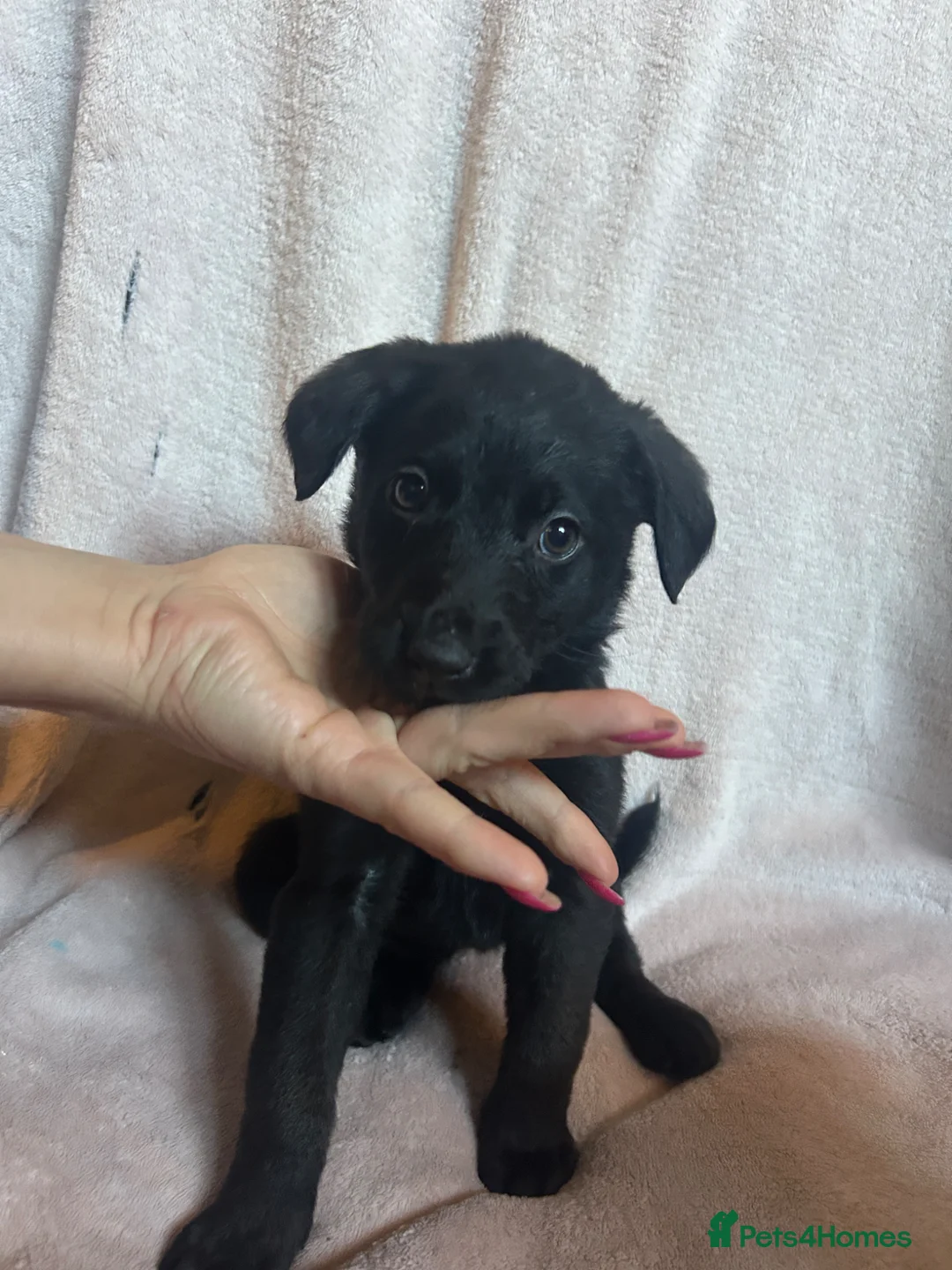 Mixed Breed dogs for sale: German Shepherd x Labrador puppies for sale 🐾 in Antrim - Advert 5