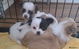 Chihuahua dogs for sale: Long Coat Chihuahua puppies - Image 2