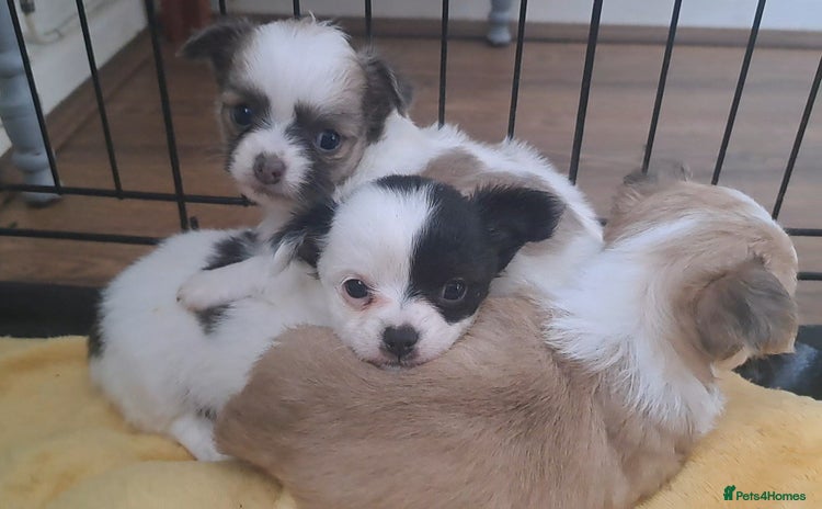 Chihuahua dogs - Advert 5