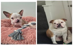 Olde English Bulldogge dogs for sale: Olde English bulldogge  - Image 3