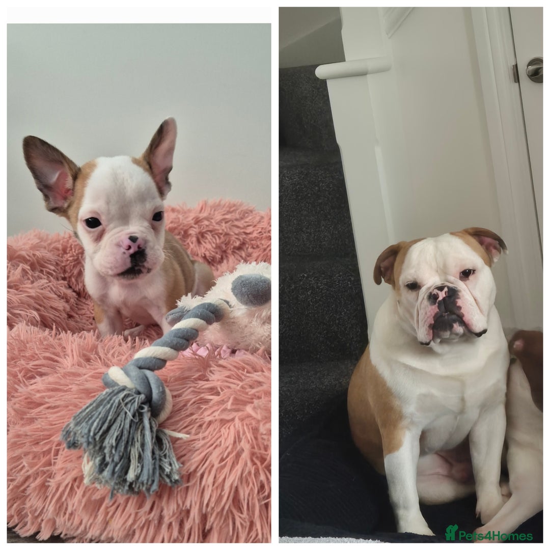 Olde English Bulldogge dogs for sale: Olde English bulldogge  - Image 3