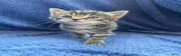 Maine Coon cats for sale: Mainecoon x  - Advert 11