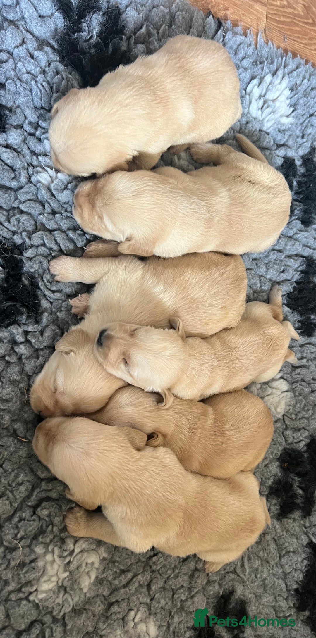 Goldador dogs for sale: Beautiful goldador puppies - Image 6