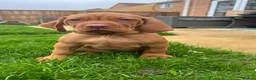 Hungarian Vizsla dogs for sale: EXCEPTIONAL HUNGARIAN VIZSLA PUPPIES - Advert 28