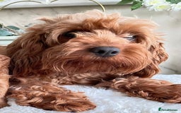 Cavapoo dogs for sale:  2 years old Cavapoo female  - Image 1