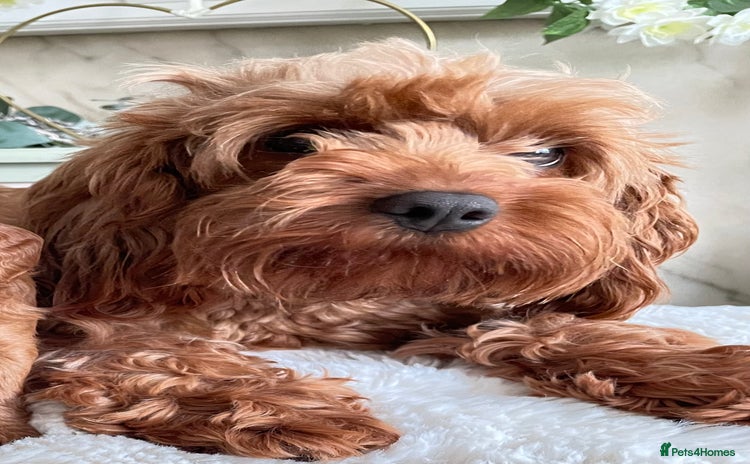 Cavapoo dogs - Advert 6
