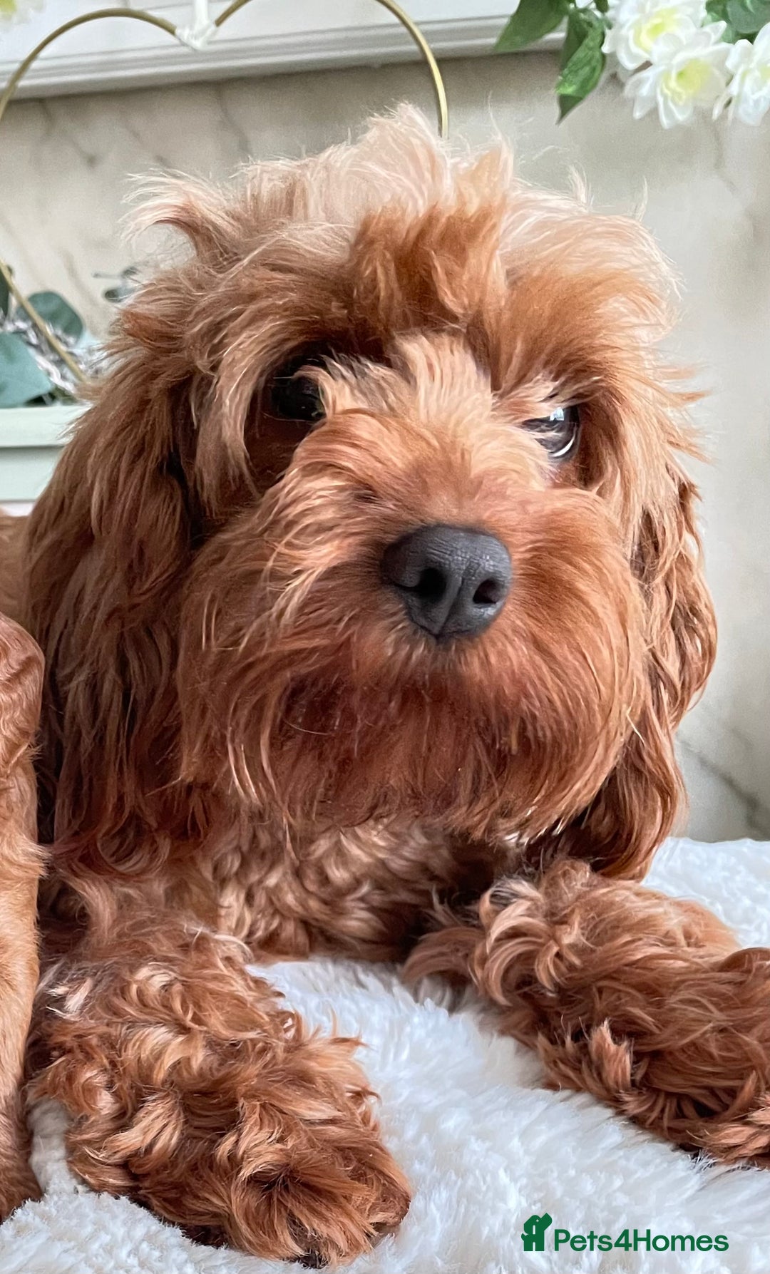 Cavapoo dogs for sale:  2 years old Cavapoo female  - Image 1