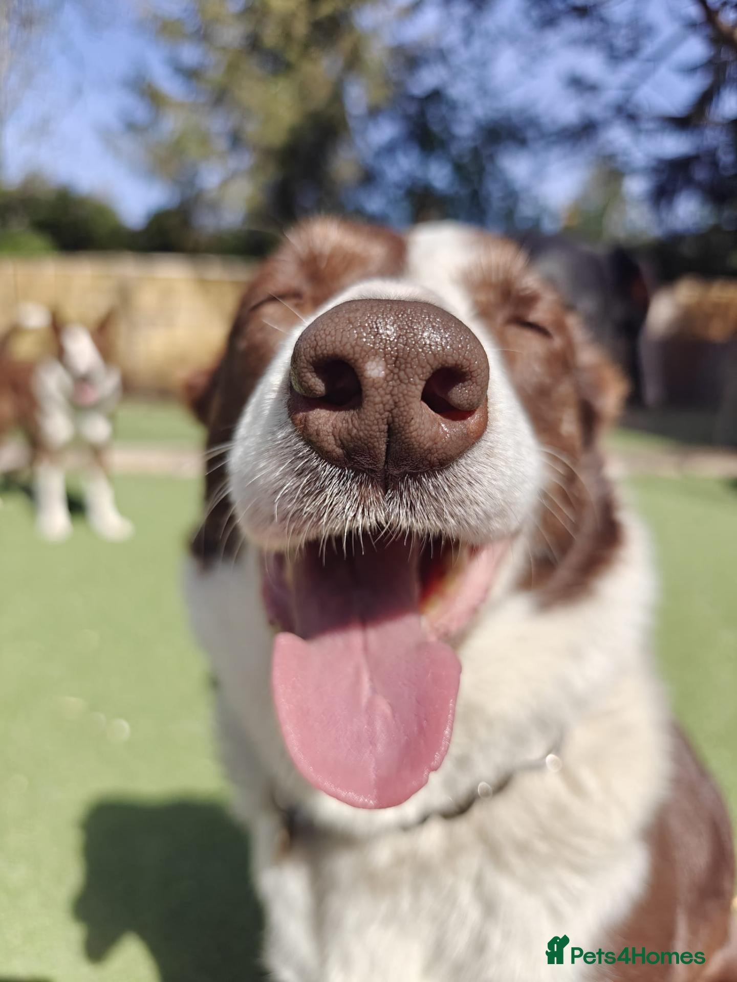 Border Collie dogs Stunning red and white girl - Advert 2