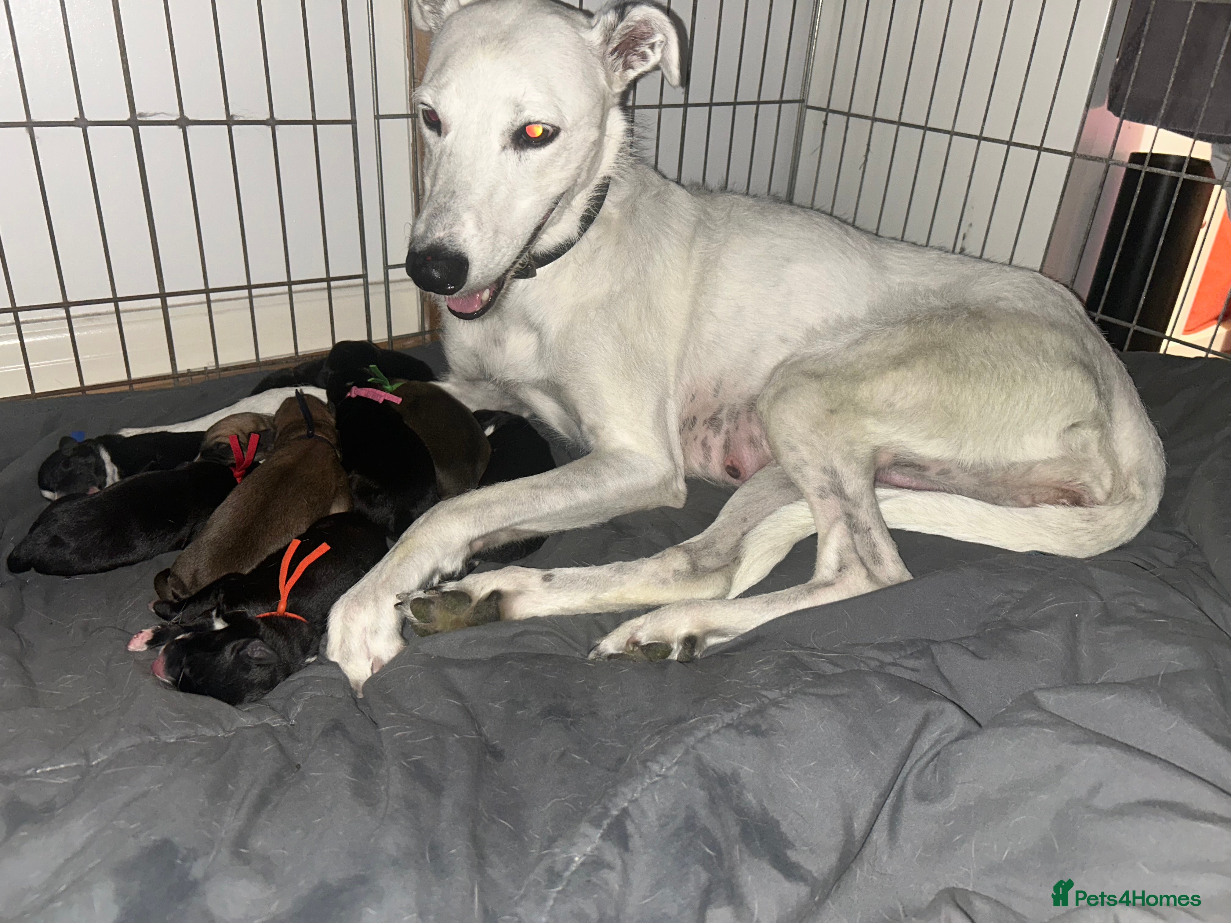 Lurcher dogs Bedlington Whippet x Greyhound Lurcher Puppies - Advert 1