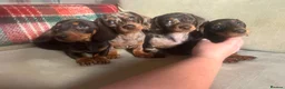 Miniature Dachshund dogs for sale: 4 miniature dachshunds - Advert 26