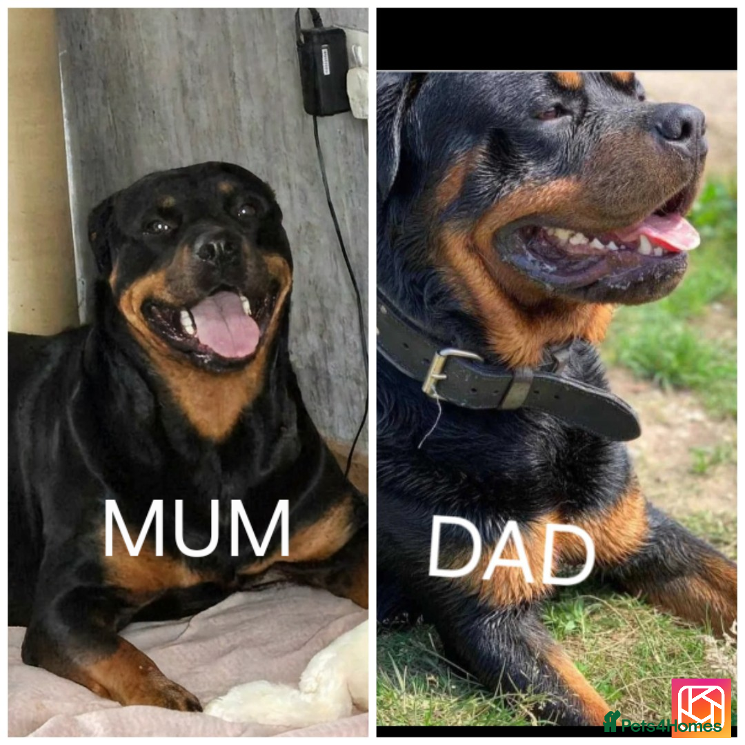 Rottweiler dogs Chunky Rottweiler puppies 🐶  - Advert 17