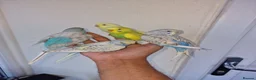 Budgerigars birds for sale: Super hand tamed baby budgies  - Advert 6