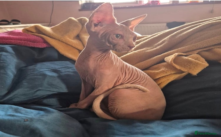 Sphynx cats - Advert 1
