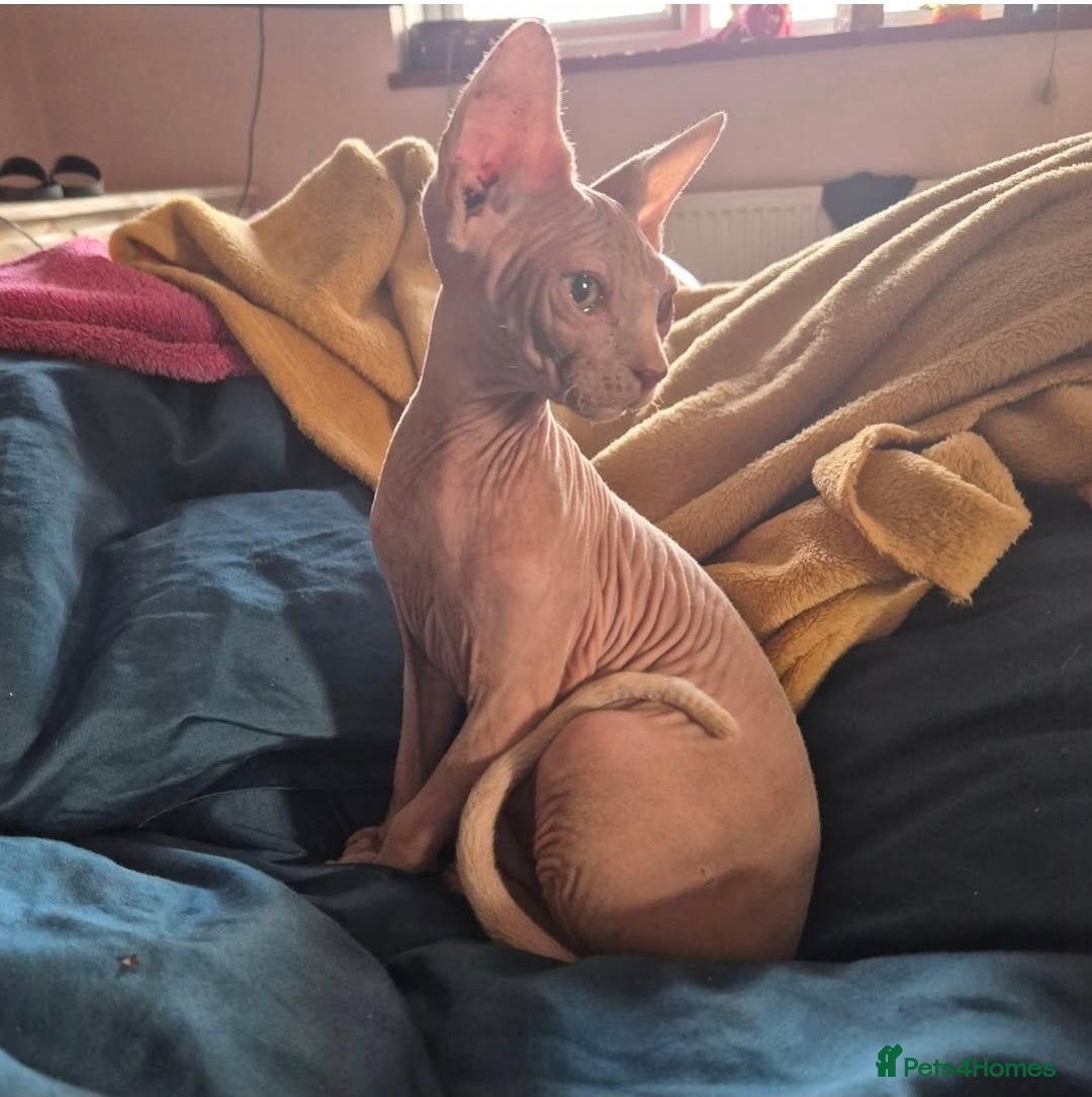 Sphynx cats for sale: STUNNING DONSKOY - Image 1