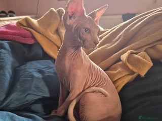 Sphynx cats - Advert 4
