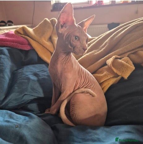 Sphynx cats - Advert 12